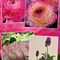 ラナンキュラス,ラナンキュラス,ルピナス,ルピナス,ローストビーフの画像