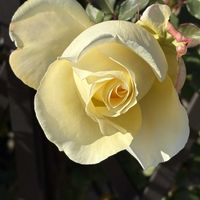 バラ,アベリア,ヤブヘビイチゴ,トウワタ,冬芽葉の画像