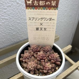 スプリングワンダー×銀天女,多肉植物,多肉中毒,多肉多肉多肉,多肉のある暮らしの画像