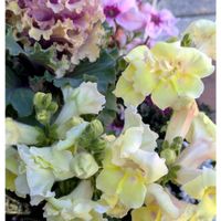 キンギョソウ,チェッカーベリー,ガーデニング,花のある暮らし,小さな庭の画像