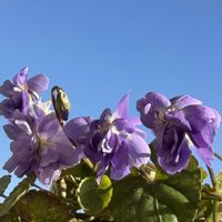 ニオイスミレ,ビオラ ラブラドリカ,今年もよろしくお願いします,キュンキュン乙女倶楽部,キュンキュン乙女倶楽部No.243の画像