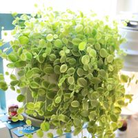 ペペロミア,ペペロミア真亜子,観葉植物,鉢植え,canonの画像