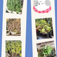 アロマティカス,GSのみなさんに感謝♡,猫好き,千葉県,多肉植物勉強中の画像