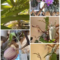 カトレア,胡蝶蘭,楽しみ〜,花のある暮らし,にやにやがとまらない。の画像