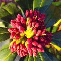 ジンチョウゲ,庭の画像