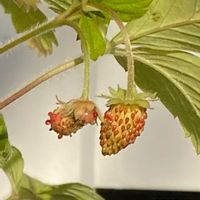 ワイルドストロベリー,植物のある暮らし,季節外れ,植物の生命力,その他エクステリアの画像
