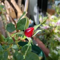 アロマティカス,ブラックパール,黒真珠,くるくるオリヅルラン,PRの画像