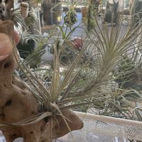 チランジア,エアプランツの画像