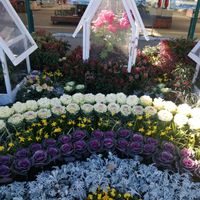 リトープス,愛愛玉,緑福来玉,楽地玉,あしかがフラワーパークの画像