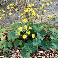 ツワブキ,季節の花,お出かけ先の画像