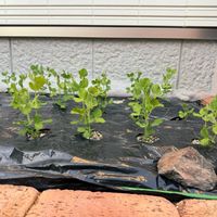 スナップエンドウの画像