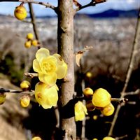 ロウバイ,ソシンロウバイ,落葉低木,植栽,冬芽の画像