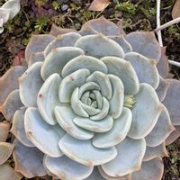 ラウリンゼ,no green no life,多肉のある暮らし,名無し多肉ちゃん,地植え多肉の画像