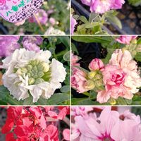 シクラメン,ストック,スモークツリー,八重咲きストック,プリペットの画像