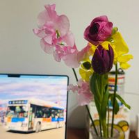 スイートピー,スイートピー,チューリップ,ラナンキュラスの画像