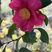 カーネーション,カランコエ,サザンカ,シクラメン,ブロッコリーの画像