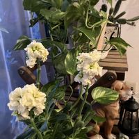 ガジュマル,サンセべリア,頑張れ自分,寒〜い❄️☃️,元気に育ててますよの画像