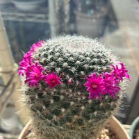 かわいい,きれい,サボテンの花,花のある暮らし,サンルームの画像