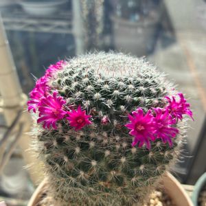 かわいい,きれい,サボテンの花,花のある暮らし,サンルームの画像