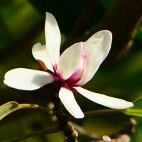 オガタマノキの画像