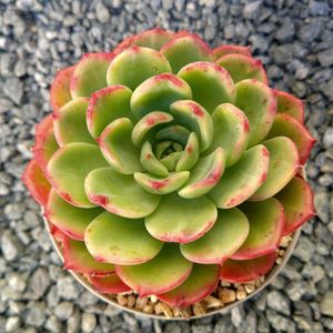 花月夜,オウンスロー,ムーンストーン,シャルモン,ティッピーhybの画像