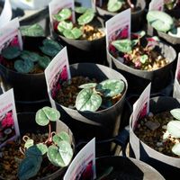 造園,オブジェ,園芸店,シェードガーデン,オーナメントの画像