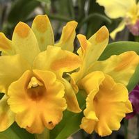 カトレア,リンコスティリス ギガンティア,沖縄に咲く花,道の駅-糸満,お出かけ先の画像