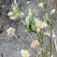 ヒメジョオン,散歩,キク科,冬枯れの風景の画像