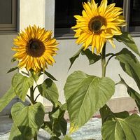 ヒマワリ,ヒマワリ,デルフィ二ウム,デルフィ二ウム,散歩の画像