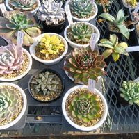 多肉植物,多肉大好き,つぶつぶ,オススメ！！,ぷりぷり多肉の画像