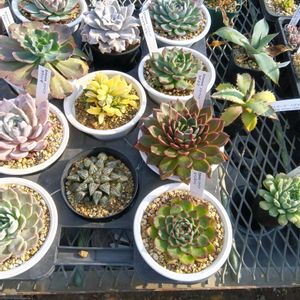 多肉植物,多肉大好き,つぶつぶ,オススメ！！,ぷりぷり多肉の画像