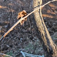 カキ,柿のへた,剪定,畑の画像