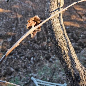 カキ,柿のへた,剪定,畑の画像