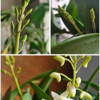 デンドロビウム,フクジュソウ,福寿草,デンドロビウム キンギアナム,デンドロビウム 月のしずくの画像