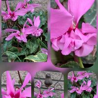 ガーベラ,シクラメン,スイセン,ツワブキ,バラの画像