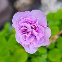 フリージア,バラ咲きオキザリス　オックスローズ,鉢植え,明るい日陰,プランターの画像