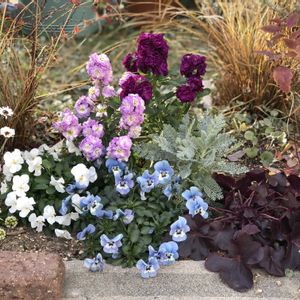 ストック,球根,地植え,花壇の画像