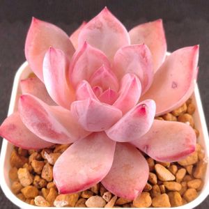 ハオルチア,多肉植物,エケベリア属,ハオルチア属,多肉植物 エケベリアの画像