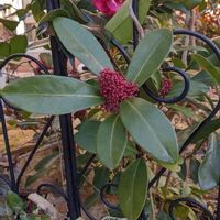 スキミア,スキミア ルベラ,つばき,やぶつばき,椿 つばきの画像