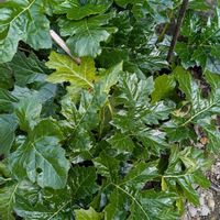 アカンサス,我が家の花壇,小さな幸せ♡,お花のある暮らし✩︎⡱,光沢のある葉の画像