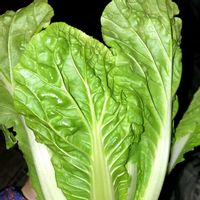 白菜,ミニ白菜,家庭菜園の画像