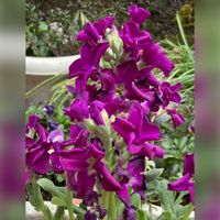 ストック,ストック,ノースポール,花かんざし,八重咲きストックの画像