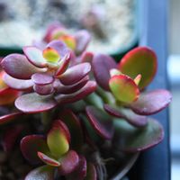 花月,金のなる木,姫花月,黄金姫花月,多肉植物の画像