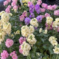 ストック,バラ,ヒイラギナンテン,八重咲きストック,ミ二バラの画像