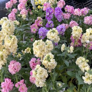 ストック,バラ,ヒイラギナンテン,八重咲きストック,ミ二バラの画像