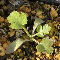 アリッサム,ストック,ムラサキハナナ,パクチー,カリフォルニアデージーの画像