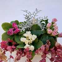 シロタエギク,ハツユキカズラ,プリムラ,寄せ植え,金曜日の蕾たちの画像