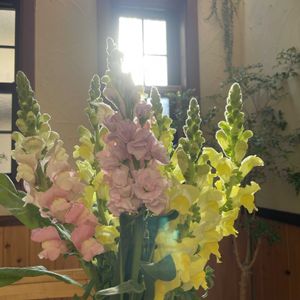 キンギョソウ,金魚草,切り花の画像