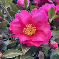 サザンカ,トクサ,スギゴケ,散策の画像