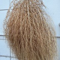 コキア,コキア,癒し,花のある暮らし,iPhone撮影の画像